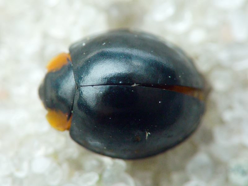Paraexochomus nigromaculatus (Goeze, 1777)
